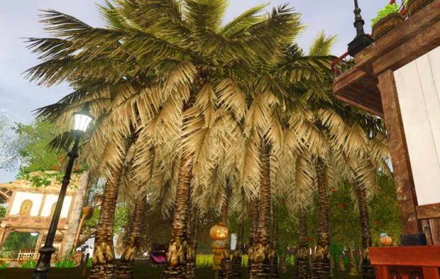 Кокосовые пальмы в ArcheAge